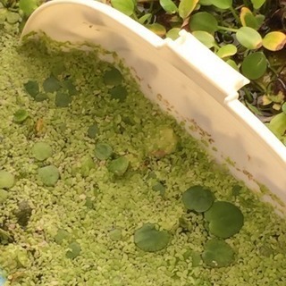 浮き草