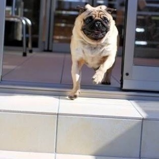 パグ 里親募集 ベージュ 女の子 成犬