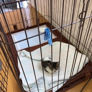 子猫を保護しました