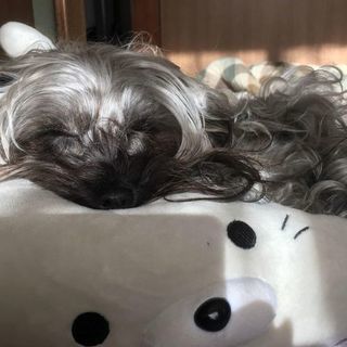 ヨークシャテリアとプードルのMIXの2歳の女の子（10月19日迄） - 犬
