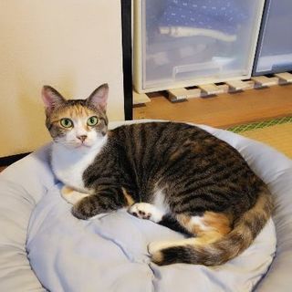 急募 お願いします
