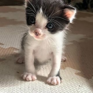 白黒子猫です