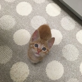 人懐っこい茶トラのオス