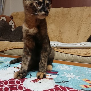 サビ柄猫♀の里親さん募集！