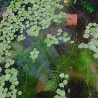 ドワーフアマゾンフロッグピット