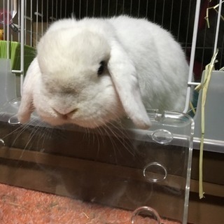ホーランドロップイヤー オス 6歳 うさぎ ウサギ