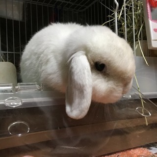 ホーランドロップイヤー オス 6歳 うさぎ ウサギ - 茅ヶ崎市