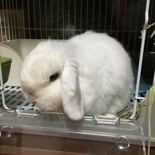 ホーランドロップイヤー オス 6歳 うさぎ ウサギ − 神奈川県