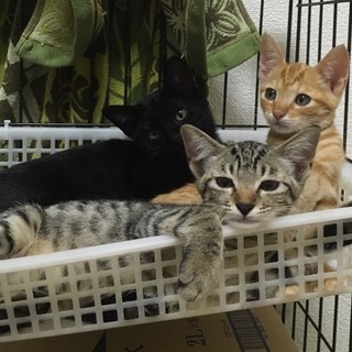 クロ1匹、チャトラ1匹、キジトラ3匹の5匹兄妹。2ヶ月くらいです。