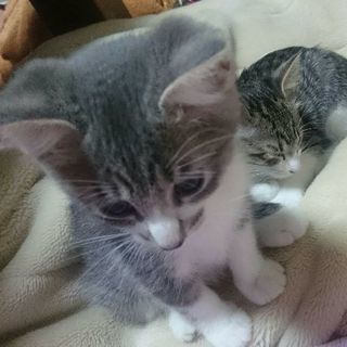 4匹の可愛い子達に新しい飼い主様決まりました！