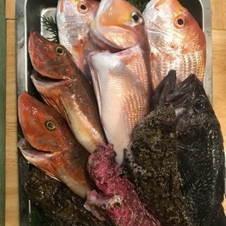 明日、9/21に佐渡島のお魚がはいります！ - 名古屋市