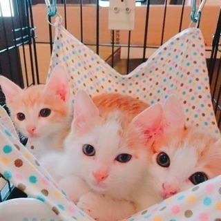 イヌ⚫︎ ネコ譲渡会 - その他