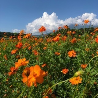 🌟別荘🌟空き家🌟月2万払います🌟掃除 草刈り込み