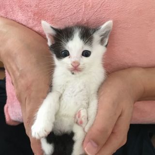 超なつこいハチ割れの子猫ちゃん