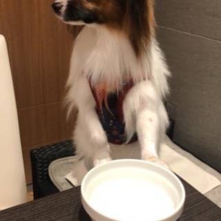 犬友募集！ - 池袋