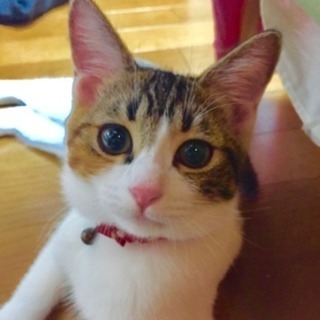 小顔の三毛猫 女の子 里親決定いたしました☆