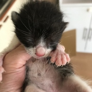 子猫