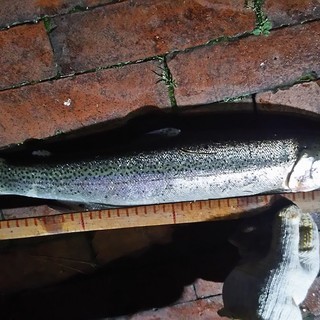 釣り仲間メンバー募集 - その他