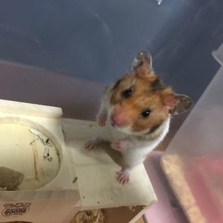 ゴールデン♂ クロクマ♀ 