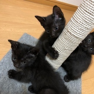 黒猫5匹全て引き渡し完了致しました。ご協力ありがとうございました。