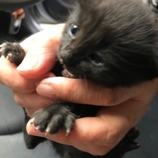 3匹います！赤ちゃん猫の里親募集(^^) - 猫