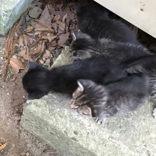 3匹います！赤ちゃん猫の里親募集(^^)