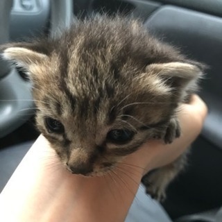 3匹います！赤ちゃん猫の里親募集(^^) - 南秋田郡