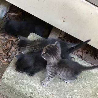 3匹います！赤ちゃん猫の里親募集(^^) − 秋田県