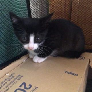 急募です！2ヶ月位の可愛い女の仔です。 - 猫