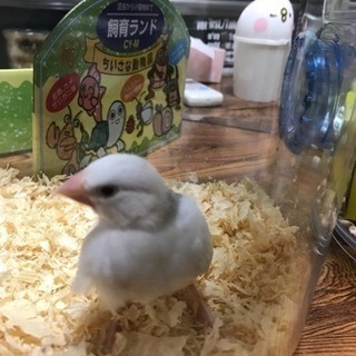 オカメインコと文鳥の里親さん
