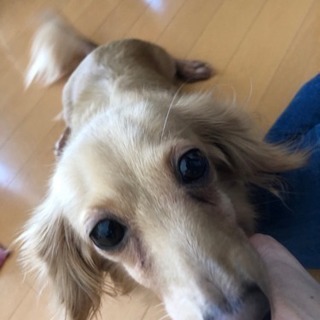 人懐っこくてちょこちょこ着いてくるわんちゃんです。一旦受付終了します。