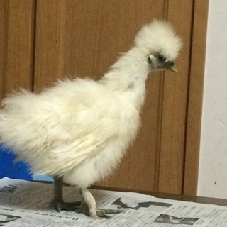 地元中学生 一緒に勉強しましょう