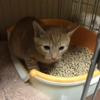 多頭飼育崩壊、飼育放棄の仔猫ちゃんを保護しました