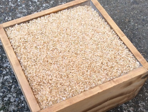 【激安】令和５年度産★新米★茨城県産コシヒカリ玄米30kg★生産農家から