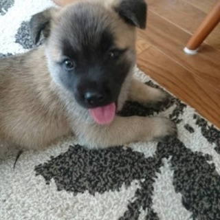 犬ちゃんオス1匹です！