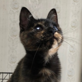 光を失ったカリンちゃん。里親さん募集です。
