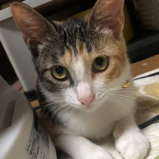 子猫（三毛猫）
