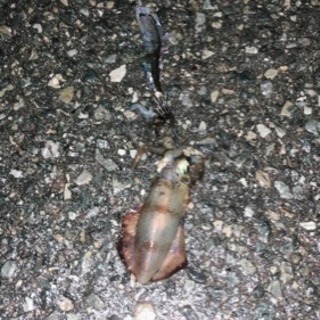 週末釣り友募集