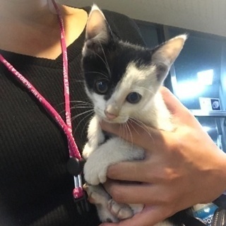 約生後1ヶ月前後 子猫ちゃん