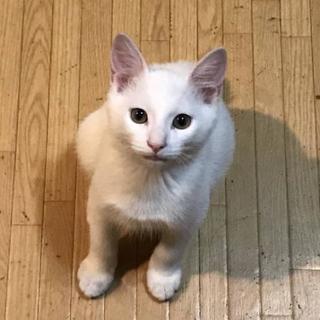 真っ白イケニャンのビーくん♪