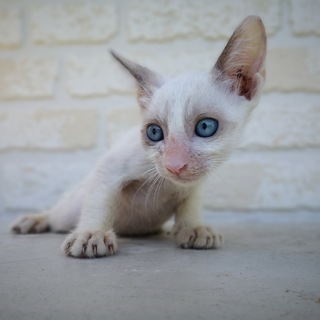 生後1ヶ月半捨て猫7匹保護 　その5･白2 ブルーアイ