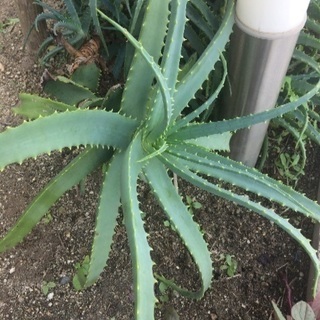 アロエ