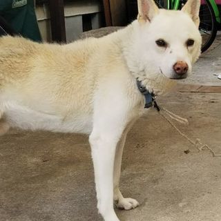 助けて下さい 雑種の8歳 成犬 オスの画像