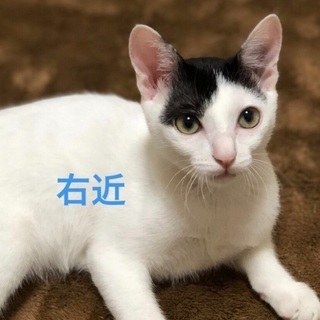 甘えん坊の黒白の右近君