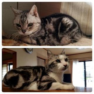 アメショーとその子供(親子)