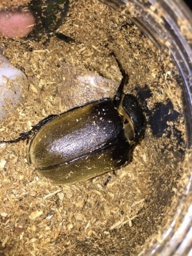 エレファスゾウカブト ♀