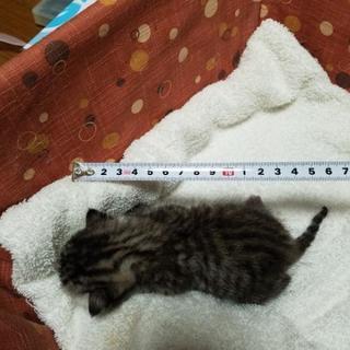 生後10日程度の子猫の里親募集！ - 松山市