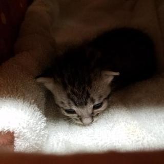 生後10日程度の子猫の里親募集！ − 愛媛県