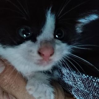捨て猫