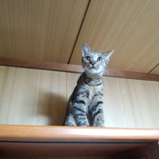 生後6ヶ月のキジトラ♂　10月15日まで